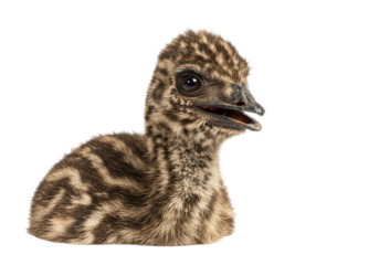 Isolated emu chick, young bird, cute nestling, native to Australia, wildlife animal
