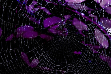 Spooky spiderweb spider web with water droplets close up background