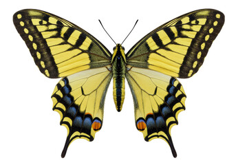 Isolated butterfly, detailed, macro photography, vibrant coloration, perfect for educational resources