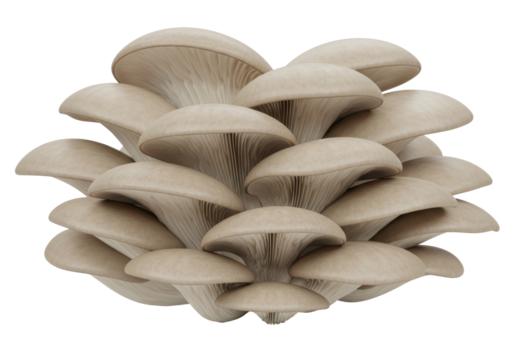 Isolated oyster mushrooms, edible fungus, healthy natural food, organic harvest, gourmet meal