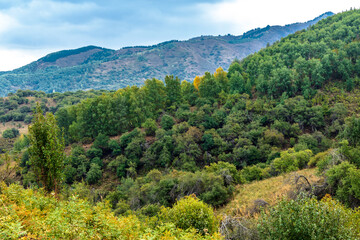 Fototapeta premium mountain landscape with trees
