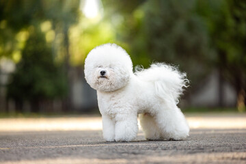  A Bichon Frise stands beautifully in a sunny landscape after grooming.