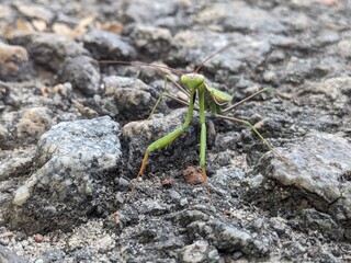 Vibrant green praying mantis poised on a rocky asphalt. Detailed close-up of the insect's elegant form, antennae, and gripping forelegs against a textured, natural ground