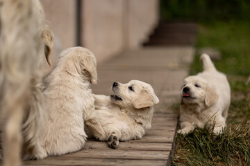 Puppies climbing into a wooden crate together.