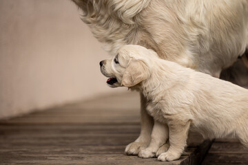 Golden Retriever puppy interacting with its mother.