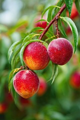 Obraz premium Sweet peach fruits growing on a peach tree branch
