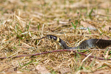 Grass Snake with Forked Tongue Extended – Close-Up in Dry Grass Habitat