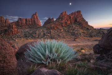 Stunning desert landscape at dusk with unique flora and vibrant ecosystem