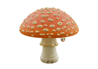 Isolated Fly Agaric Mushroom with Water Drop_beautiful fungus, poisonous, toadstool, plant