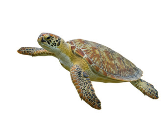 Isolated Green Sea Turtle Swimming Upward toward the Camera, Seen from an Angle Above