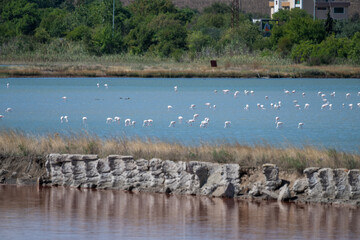 Flamingos wading in a tranquil wetland near urban buildings under a partly cloudy sky in Bulgaria