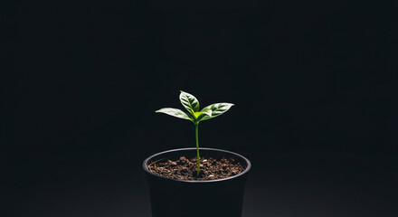 Small plant seedling in a dark pot against a black background.