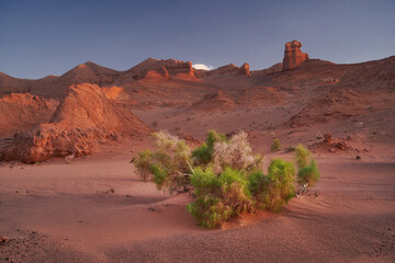 A Serene Desert Landscape Featuring a Solitary Green Bush Amongst the Sand