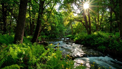 Lush forest stream sunbeams