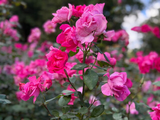 Pink roses fresh flowers and rose buds in garden.