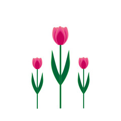 tulip 5