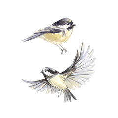 Tit bird watercolor illustration hand painted in watercolor and isolated on white background.