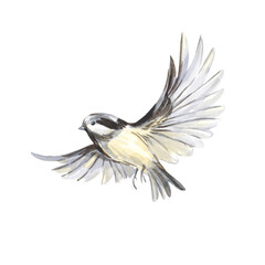 Naklejka premium Tit bird watercolor illustration hand painted in watercolor and isolated on white background.