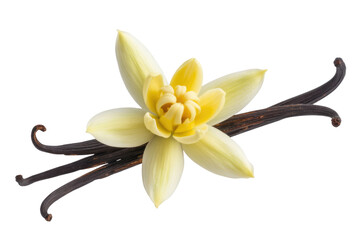 Vanilla flower and beans, aromatic spice, culinary ingredient, fragrant blossom, natural flavor. background removed