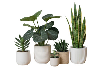 Obraz premium Collection of potted houseplants, including snake plant, succulent, and philodendron, on a transparent background. background removed