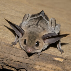 Grey long eared bat resting
