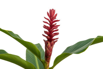 A vibrant red ginger flower with lush green leaves, isolated on a transparent background. background removed