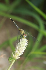 A detailed photograph of the Green Marsh Hawk Dragonfly (Diplacodes trivialis), a species of the family Libellulidae, showcasing its slender body, green-blue coloration, striking red eyes,