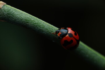 adybird beetle, is a member of the family Coccinellidae. This small beetle plays a vital role in ecosystems as a natural predator of aphids and other agricultural pests.