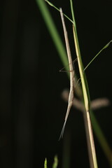 A close-up photograph of a Stick Insect characterized by its elongated body and slender legs resembling twigs, resting on a plant stem. Its coloration and form provide effective camouflage, 