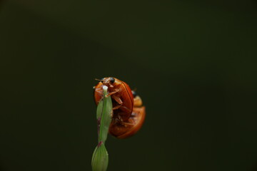 A macro photograph of a ladybird beetle (Coccinellidae) perched on the tip of a green plant. Its reddish-orange elytra with black markings stand out.