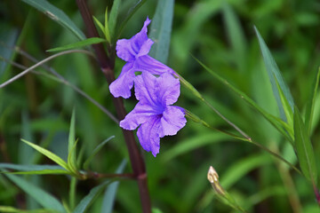 ヤナギバルイラソウ