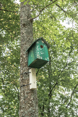 A green, slightly weathered birdhouse nailed to a tree trunk. The photo is taken from the bottom up, emphasizing the height and surrounding greenery.