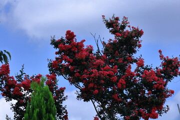 真夏の青空に映える