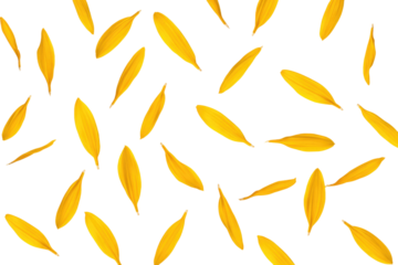 Scattered yellow flower petals on a transparent background create a vibrant, natural pattern. background removed