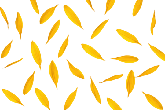 Scattered yellow flower petals on a transparent background create a vibrant, natural pattern. background removed