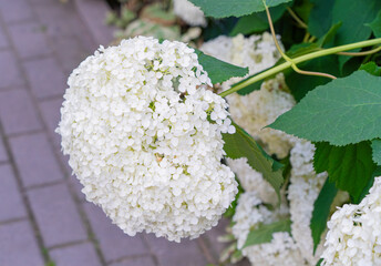 Hydrangea Flowers, Blooming White Hortensia, Hydrangea Paniculata Flower Closeup, Large Inflorescences