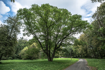 A wide shot of a large, lush tree with a spreading crown, standing on a green lawn. A paved path runs alongside the tree, leading deeper into the park.
