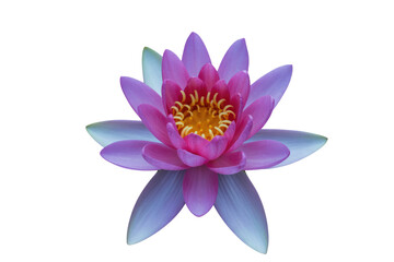 A vibrant pink water lily flower with yellow stamens, isolated on a transparent background.  Beautiful and serene. background removed