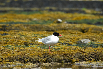 Mediterranean gull over the North Sea