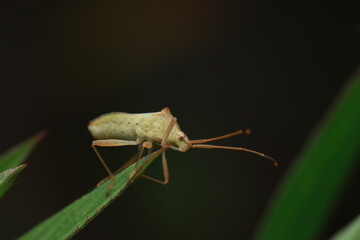 A macro photograph of Leptocorisa oratoria (Rice Ear Bug). Slender elongated body, light greenish-yellow, long antennae and legs. Perched on a leaf, demonstrating natural feeding and resting behavior.
