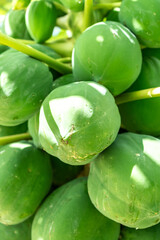Papaya fruit tree on seychelles farm. Carica papaya ripe fruits in sunny garden, pawpaw harvest