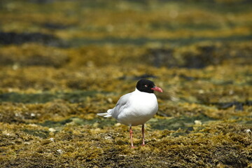 Mediterranean gull over the North Sea