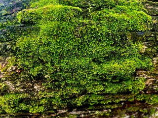 Fototapeta premium Close-up of green moss growing on tree bark, natural forest texture background, macro photography, vibrant lush greenery