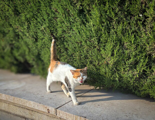 緑の植え込みを背景に歩く三毛猫の姿