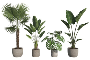Obraz premium Four potted tropical plants, including palm, bird of paradise, and monstera deliciosa, on a transparent background. background removed