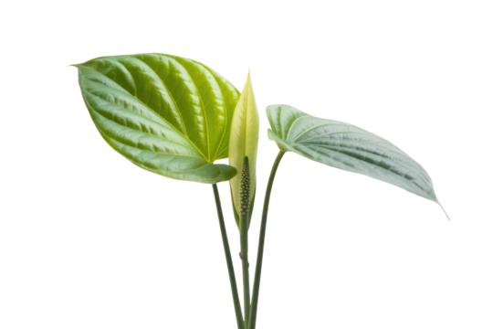 A vibrant green Anthurium clarinervium plant with its unique leaves and developing flower, isolated on a transparent background. background removed