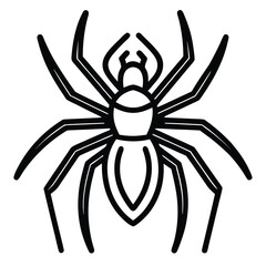 black spider isolated on white background