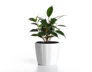 Small potted plant, vibrant green leaves