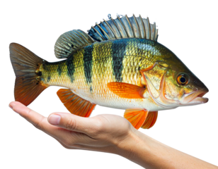 Hyper-realistic 8K PNG illustration of a human hand gently holding a colorful fish pa 119784