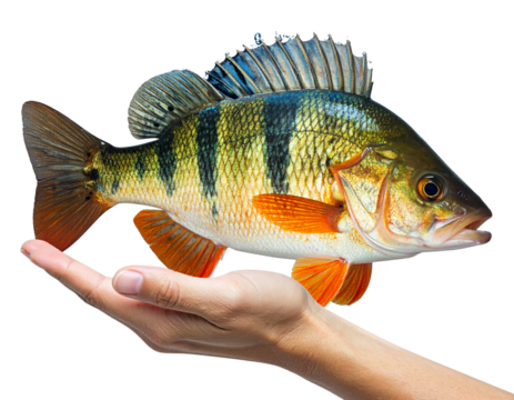 Hyper-realistic 8K PNG illustration of a human hand gently holding a colorful fish pa 119784